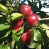 Herbstapfel 'Apfelberger Zuckeräpfelchen'
