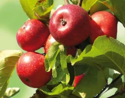 Herbstapfel 'Apfelberger Zuckeräpfelchen'