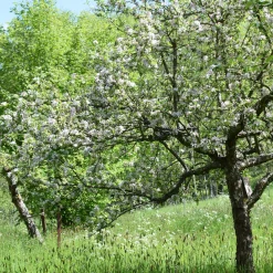 Herbstapfel 'Apfelberger Zuckeräpfelchen'