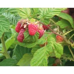 Himbeerkonfitüre aus dem Burgund