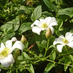 Italienische Waldrebe 'Huldine'