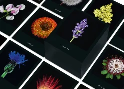 Jahreskalender Flamboyant Flowers