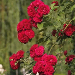 Kaskadenrose 'Chevy Chase'