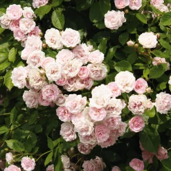 Kaskadenrose 'Frau Eva Schubert'