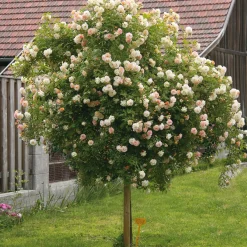 Kaskadenrose 'Ghislaine de Féligonde'
