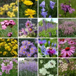 Kombipaket Heimische Stauden/Stauden für Bienen, Schmetterlinge