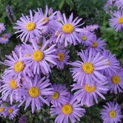 Kombipaket Heimische Stauden/Stauden für Bienen, Schmetterlinge