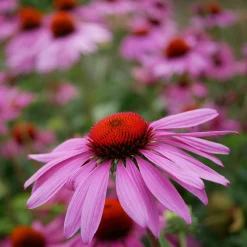 Kombipaket Heimische Stauden/Stauden für Bienen, Schmetterlinge