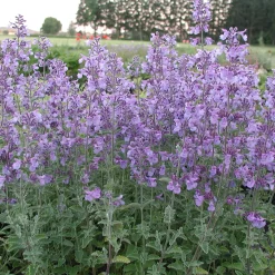 Kombipaket Heimische Stauden/Stauden für Bienen, Schmetterlinge