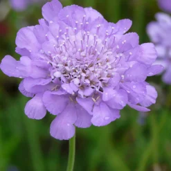 Kombipaket Klimawandel- und Stauden für Bienen, Schmetterlinge