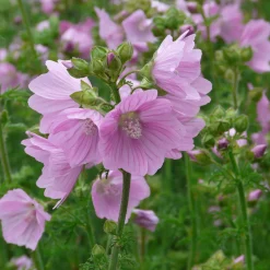 Kombipaket Klimawandel- und Stauden für Bienen, Schmetterlinge