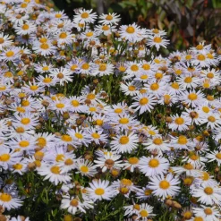 Kombipaket Klimawandel- und Stauden für Bienen, Schmetterlinge