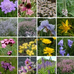 Kombipaket Klimawandel- und Heimische Stauden