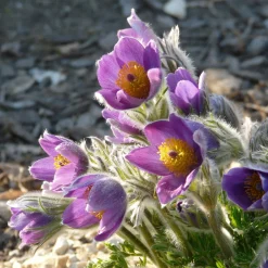 Kombipaket Klimawandel- und Heimische Stauden