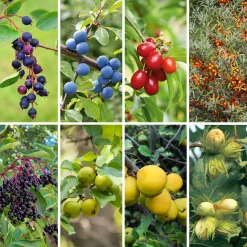 Kombipaket Wildfruchthecke 1 und 2