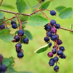 Kombipaket Wildfruchthecke 1 und 2