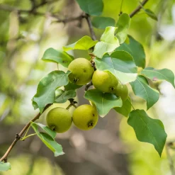 Kombipaket Wildfruchthecke 1 und 2