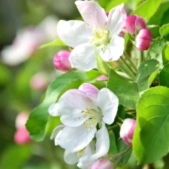 Kombipaket Wildfruchthecke 1 und 2