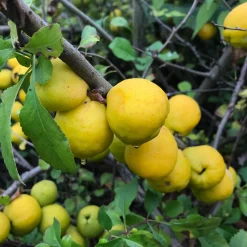 Kombipaket Wildfruchthecke 1 und 2