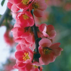 Kombipaket Wildfruchthecke 1 und 2