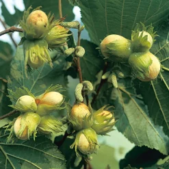 Kombipaket Wildfruchthecke 1 und 2