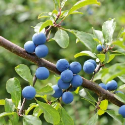 Kombipaket Wildfruchthecke 1 und 2