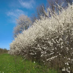 Kombipaket Wildfruchthecke 1 und 2