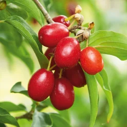 Kombipaket Wildfruchthecke 1 und 2