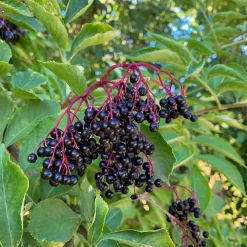 Kombipaket Wildfruchthecke 1 und 2