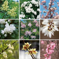 Kombipaket Winterdufter und Hecke Duftgehölze