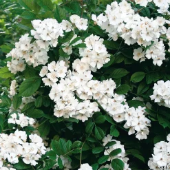 Kombipaket Winterdufter und Hecke Duftgehölze