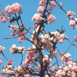 Kombipaket Winterdufter und Hecke Duftgehölze