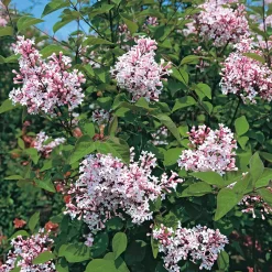 Kombipaket Winterdufter und Hecke Duftgehölze