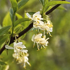 Kombipaket Winterdufter und Hecke Duftgehölze