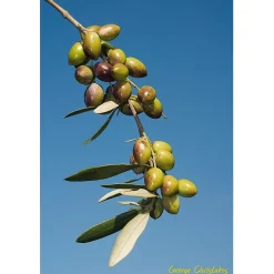 Kretisches Bio-Olivenöl