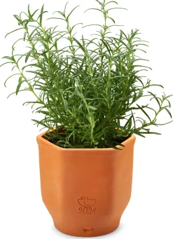 Kräutertopf Terrakotta