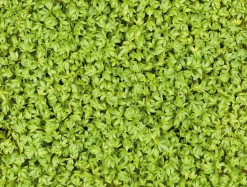 Microgreens Bio-Saatpad