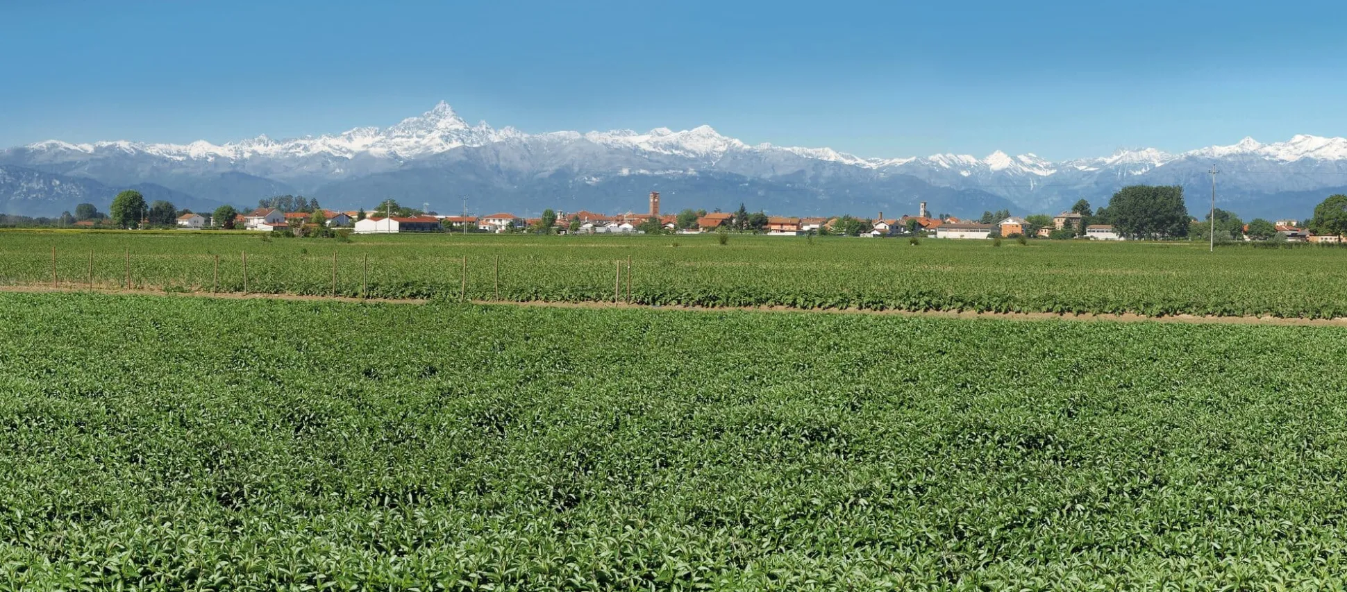 Minzsirup aus dem Piemont