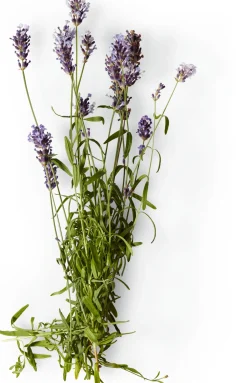 Nachfüller zu Naturseife Soeder