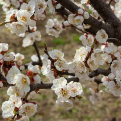 Obstgehölz Aprikose 'Luizet'