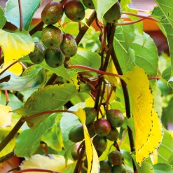 Obstgehölz 'Bayern-Kiwi' (1 Paar)