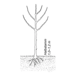Obstgehölz 'Bühler Frühzwetsche'