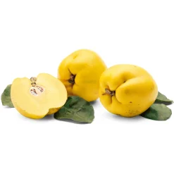 Obstgehölz 'Konstantinopeler Apfelquitte'