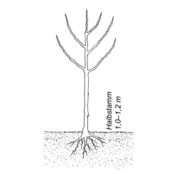 Obstgehölz 'Mirabelle von Metz'