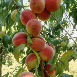 Obstgehölz Pfirsich 'Anneliese Rudolph'