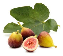 Obstgehölz 'Pfälzer Fruchtfeige'