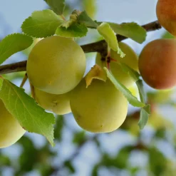 Obstgehölz 'Reneklode aus Oullins'