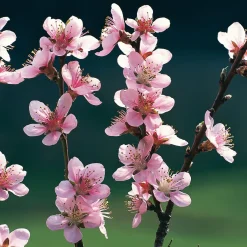 Obstgehölz 'Roter Weinbergpfirsich'