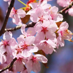 Obstgehölz 'Roter Weinbergpfirsich'