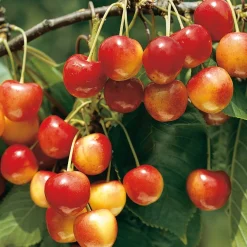 Obstgehölz Süßkirsche (2 Sorten)